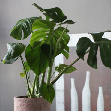 Какие комнатные растения себе выбрать?