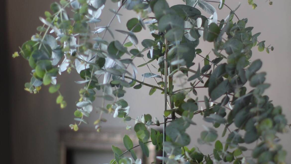 Эвкалипт, оливковое и лавровое дерево в салоне Артишок