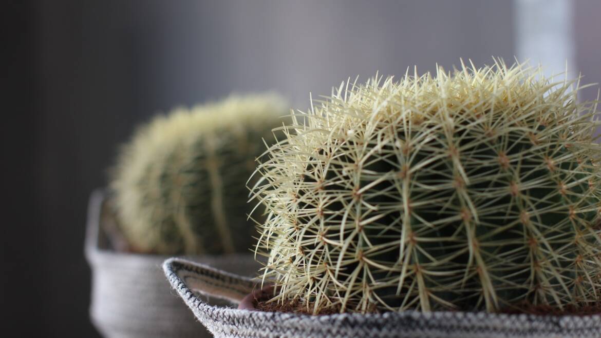 What plants shoud I choose