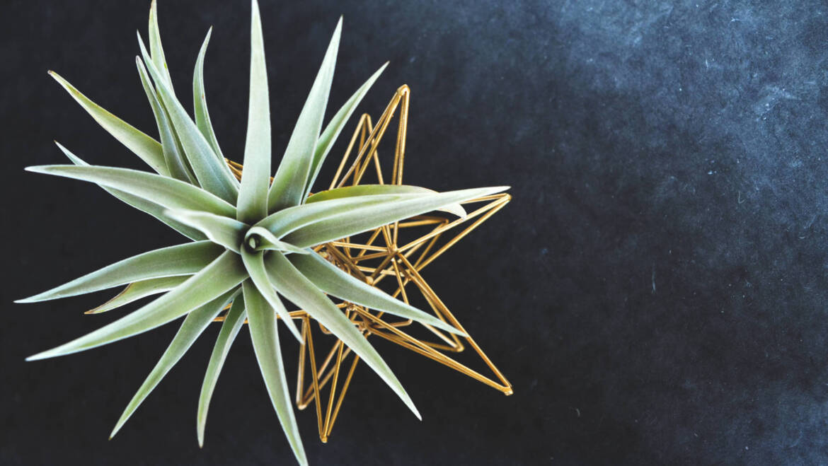 Tillandsia ehk õhulill —  Artishoki novembrikuu lemmik