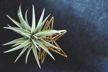 Tillandsia ehk õhulill —  Artishoki novembrikuu lemmik